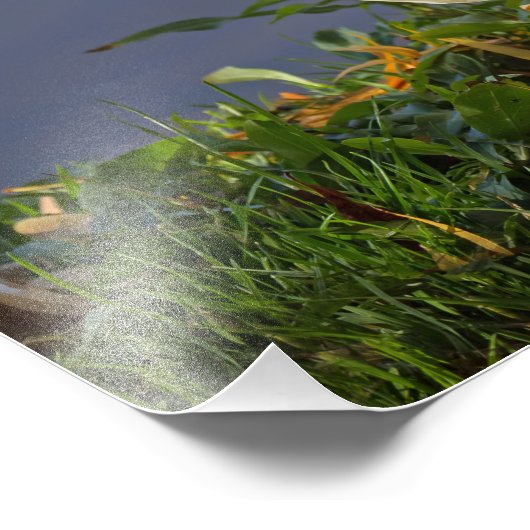 Impression Photo Petit canard blanc (Coin)