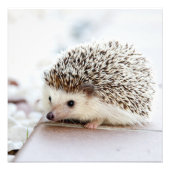 Impression Photo Petit hérisson (Devant)