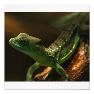 Impression Photo Petit Lézard