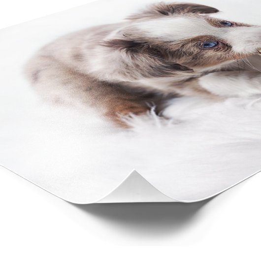 Impression Photo petit merle rouge aussie (Coin)