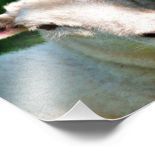 IMPRESSION PHOTO PETIT MOQUETTE (Coin)