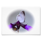 Impression Photo Petit Papillon blanc (Devant)