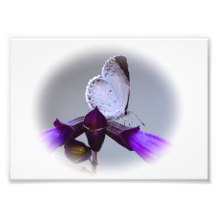 Impression Photo Petit Papillon blanc
