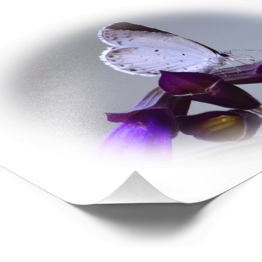 Impression Photo Petit Papillon blanc (Coin)