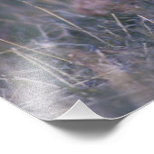 Impression Photo Petit poulet des Prairies, Tympanuchus (Coin)