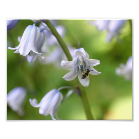 Impression Photo Petite Abeille Sur Bluebell Flower 10x8 Nature (Devant)