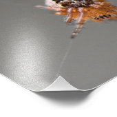 Impression Photo Petite araignée orange mignonne (Coin)