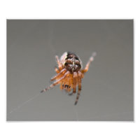 Petite araignée orange mignonne 