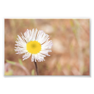 Impression Photo Petite Fleur Fleur Fleur Fleur Fleur Fleur Fleur F