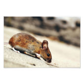 Impression Photo Petite souris (Devant)