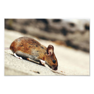 Impression Photo Petite souris