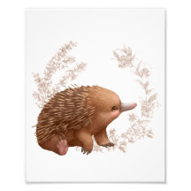 Petites amies australiennes - Echidna