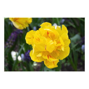 Impression Photo Petites tulipes jaunes dans le jardin