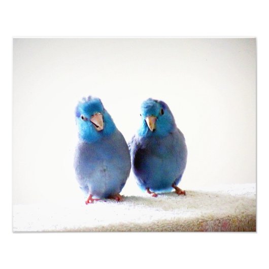 Impression Photo Petits oiseaux Meilleures photos d'amis Parrotlets (Devant)
