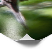 Impression Photo Pewee à bois de l'Ouest (Coin)