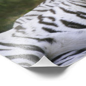 Impression Photo Phase blanche, Tigre du Bengale, Tigris (Coin)