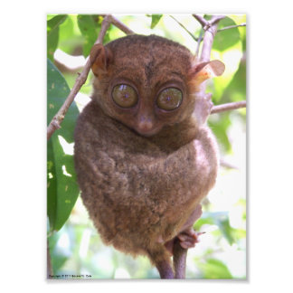 Impression Photo Philippine Tarsier