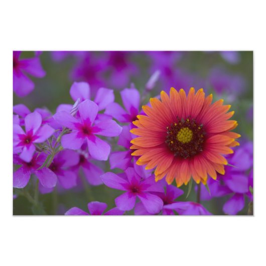 Impression Photo Phlox et couverture indienne près de Devine Texas (Devant)