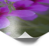 Impression Photo Phlox et Indian Blanket près de Devine Texas (Coin)