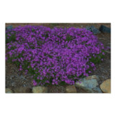 Impression Photo Phlox rampant (Devant)