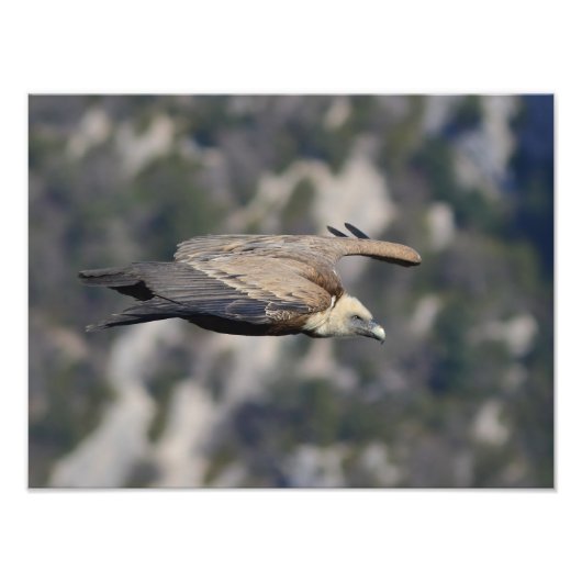 Impression Photo Photo/poster du vautour fauve (Devant)