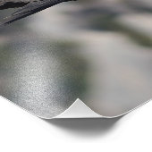 Impression Photo Photo/poster du vautour fauve (Coin)