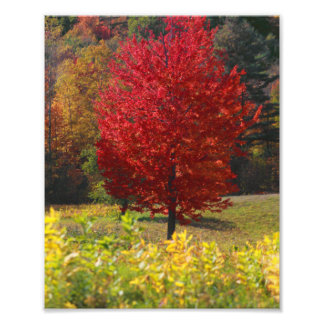 Impression Photo Photos d'automne | Photos de Automne