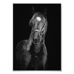 Impression Photo Photos de Foal et Horse de la ferme StarGazer
