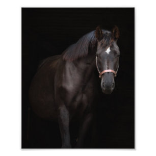 Impression Photo Photos de Foal et Horse de la ferme StarGazer