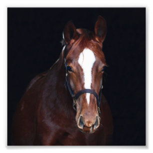 Impression Photo Photos de Foal et Horse de la ferme StarGazer