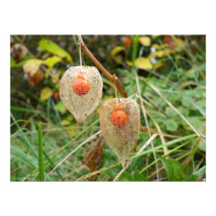 Impression Photo Physalis alkekengi