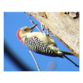 Impression Photo Pic à ventre rouge (Devant)