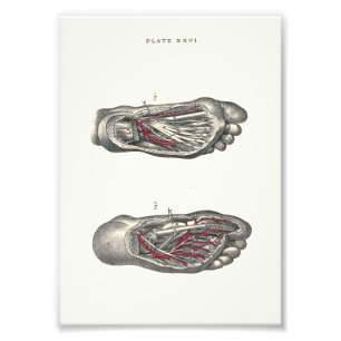 Impression Photo Pied d'impression d'anatomie de 1895 humains