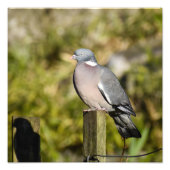 Impression Photo Pigeon (Devant)