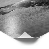 Impression photo Pigeon (Coin)