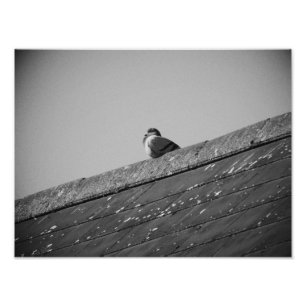 Impression Photo Pigeon solitaire sur un toit