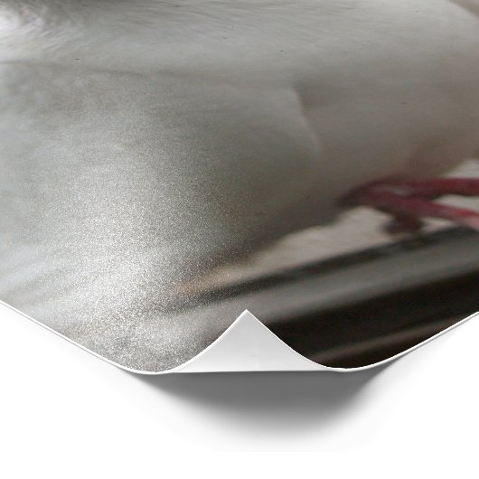 Impression Photo Pigeons blancs (Coin)