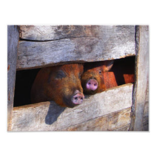 Impression Photo Piggies d'observation de la paire de stylo