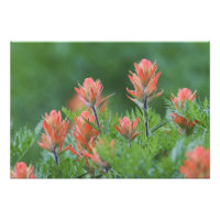 Pinceau indien, Castilleja miniata, Ouray,