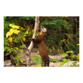 Impression Photo Pine Marten Matin (Devant)