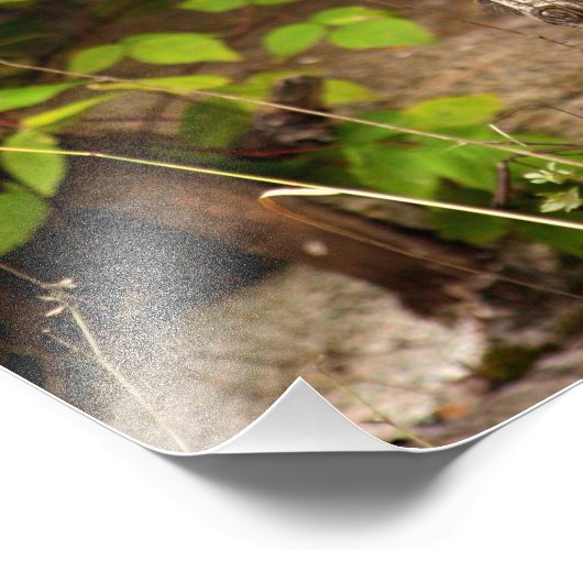 Impression Photo Pine Marten Matin (Coin)