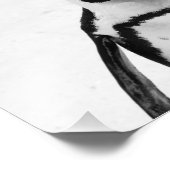 Impression Photo Pingouin noir et blanc (Coin)