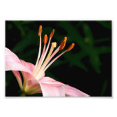Impression Photo Pink Asiatic Lily Closeuse (Devant)
