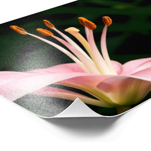 Impression Photo Pink Asiatic Lily Closeuse (Coin)