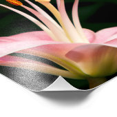 Impression Photo Pink Asiatic Lily Closeuse (Coin)
