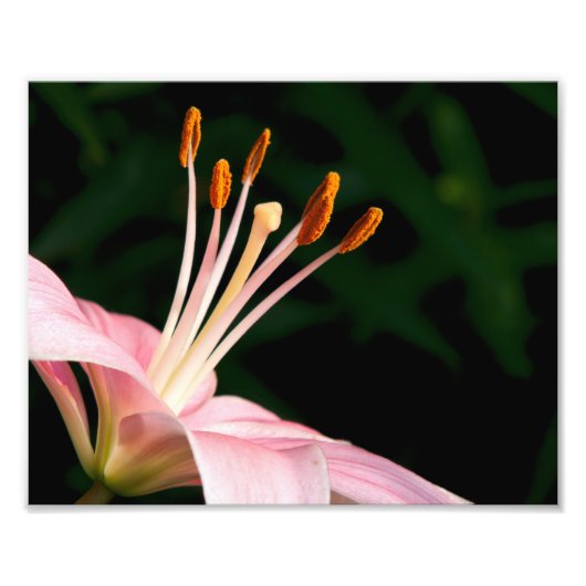 Impression Photo Pink Asiatic Lily Closeuse (Devant)