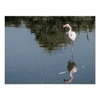 Impression Photo pink flamingo in the water