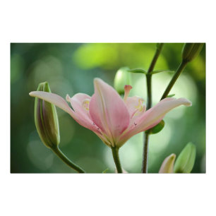Impression Photo Pink Lily par Shirley Taylor