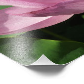 Impression Photo Pink Lotus Flower IV (Coin)