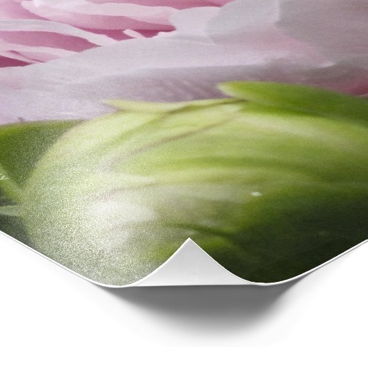 Impression Photo Pink Peony (Coin)